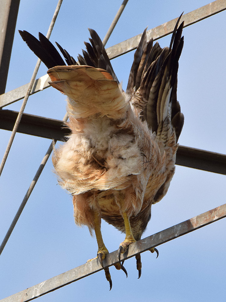 Hawk3.jpg