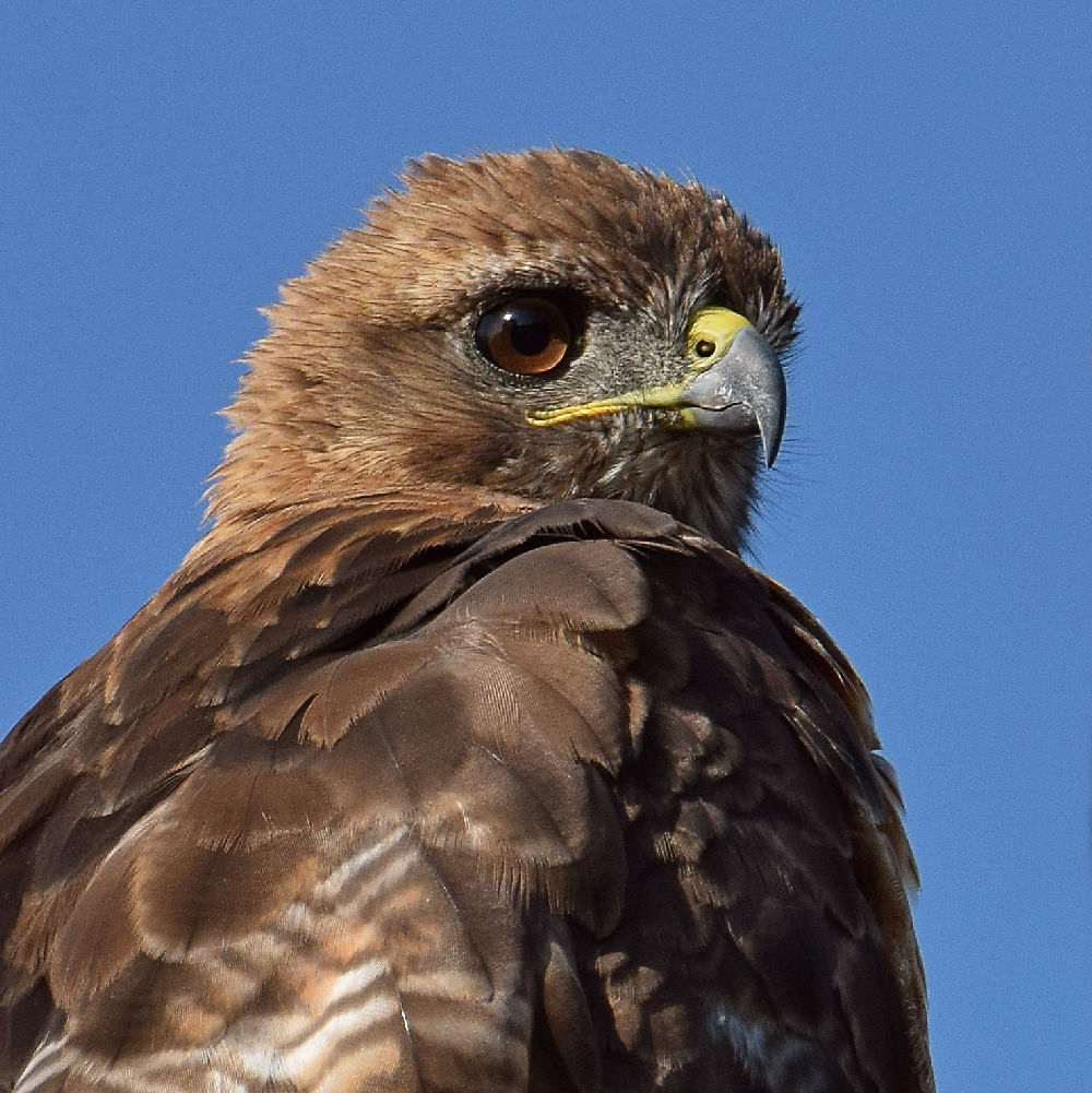 Hawk3.jpg