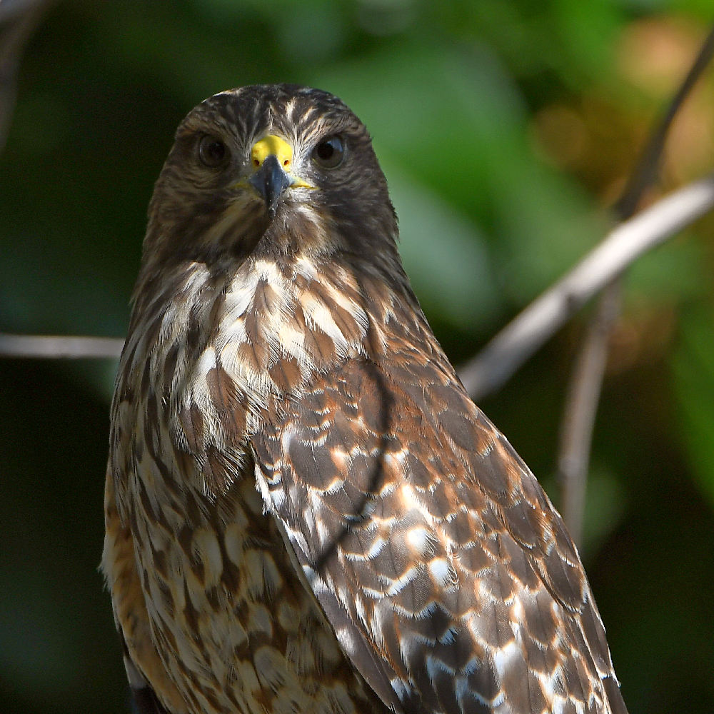 Hawk3.jpg