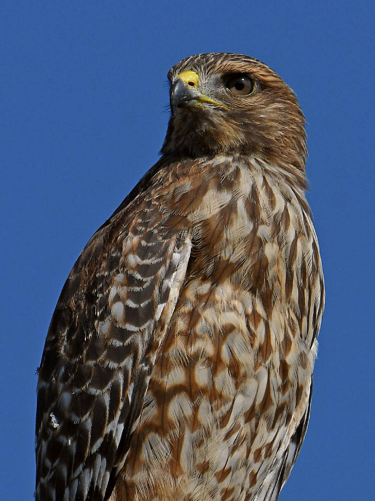 Hawk3.jpg