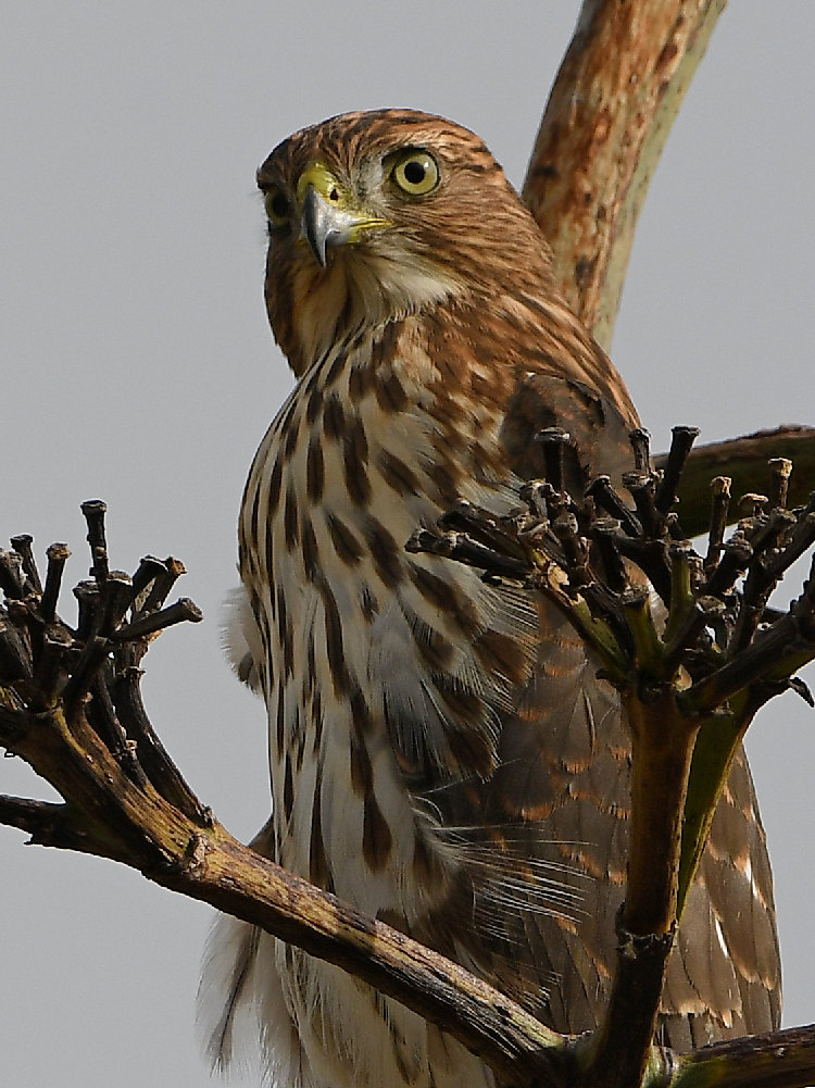 Hawk3.jpg