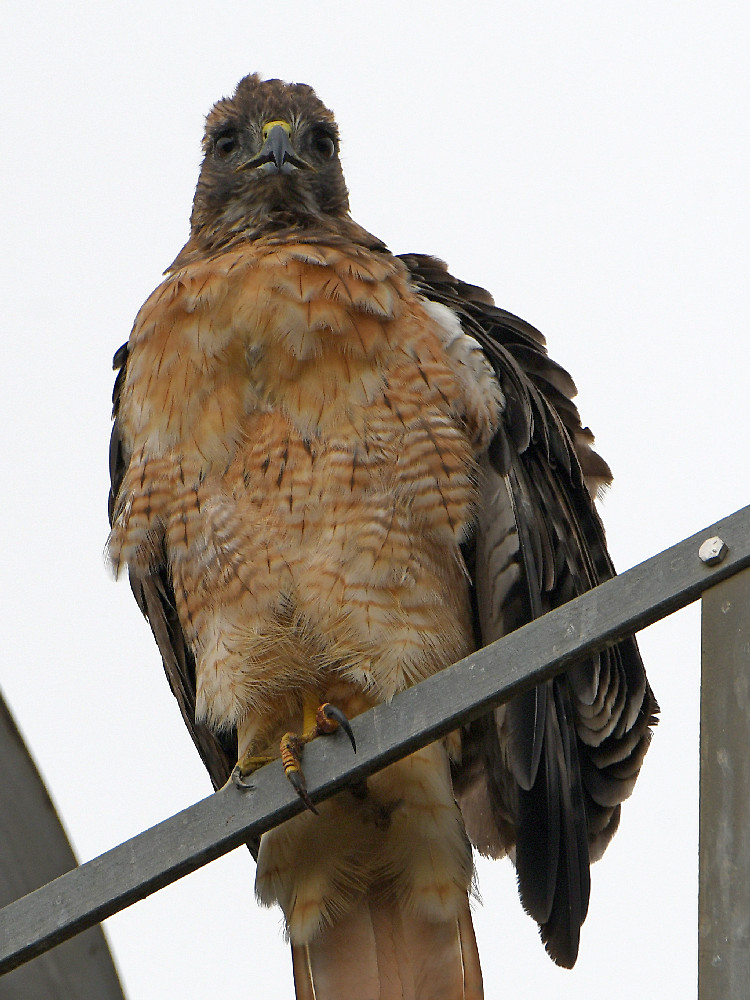 Hawk3.jpg