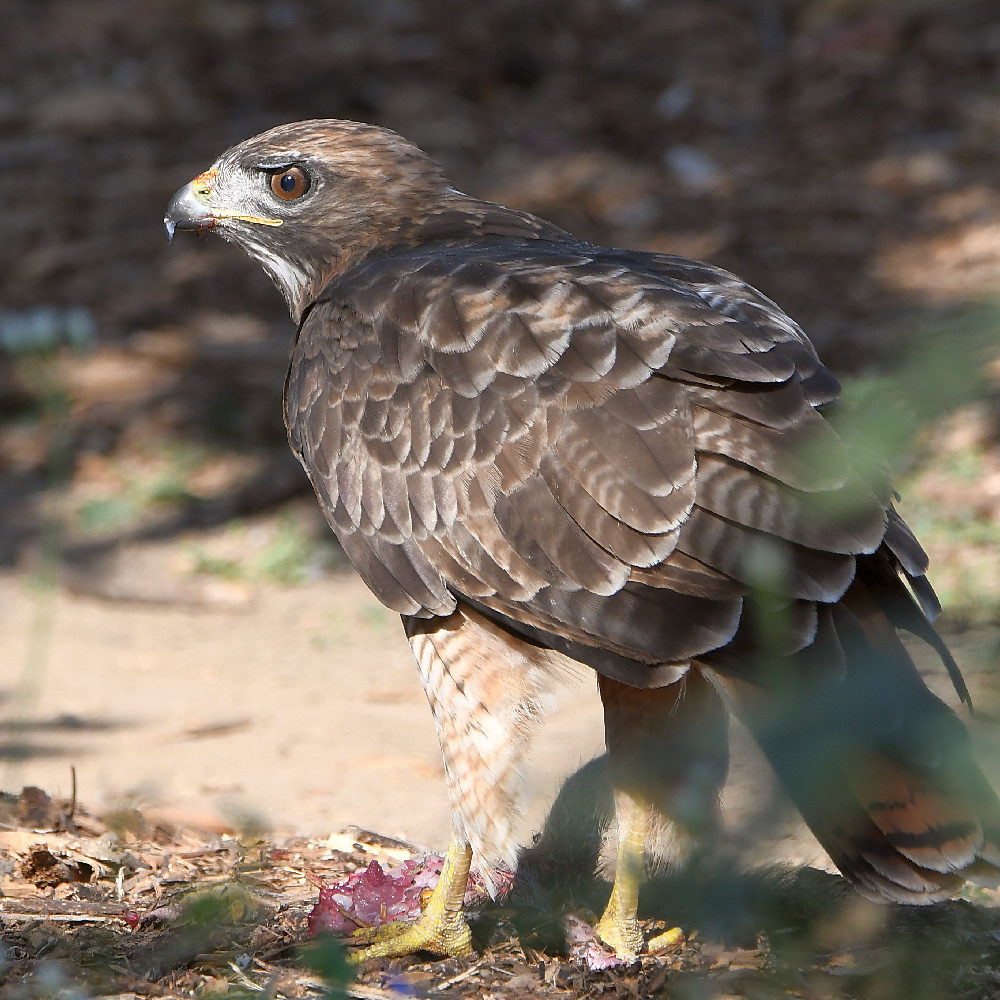 Hawk3.jpg