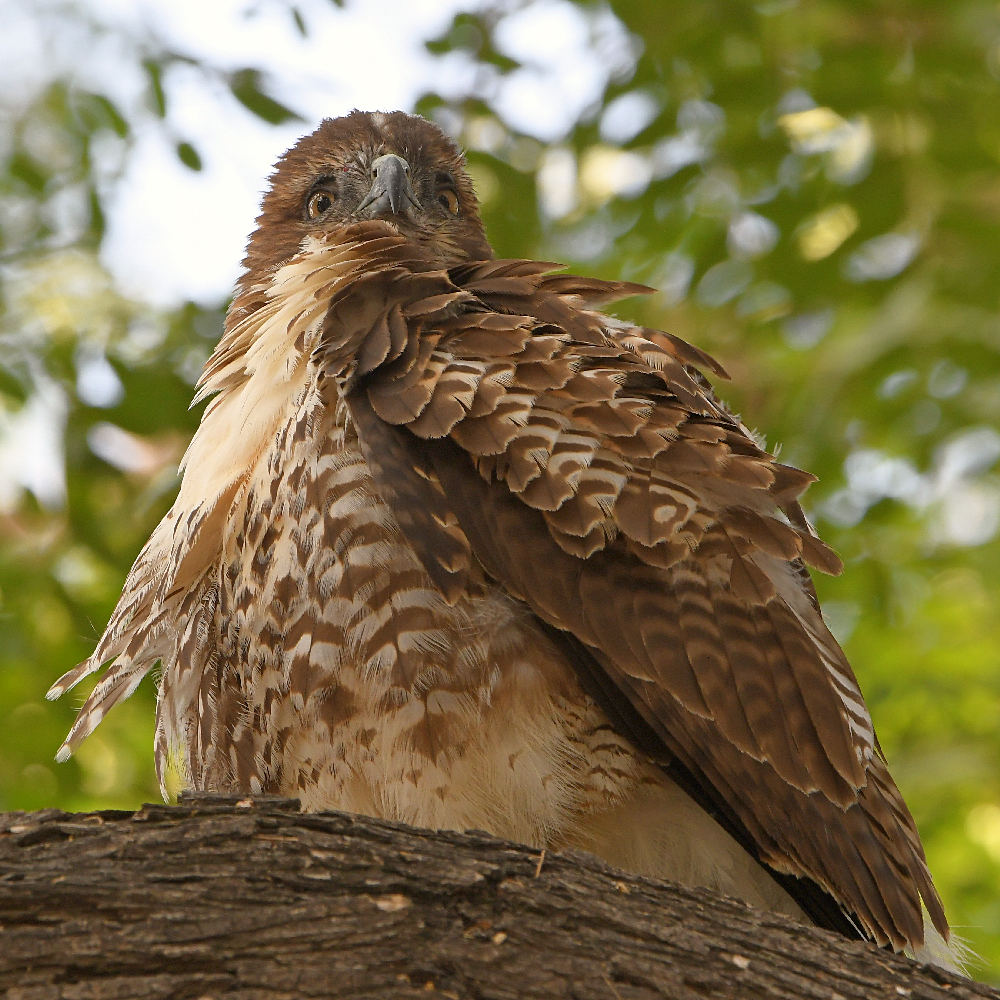 Hawk3.jpg
