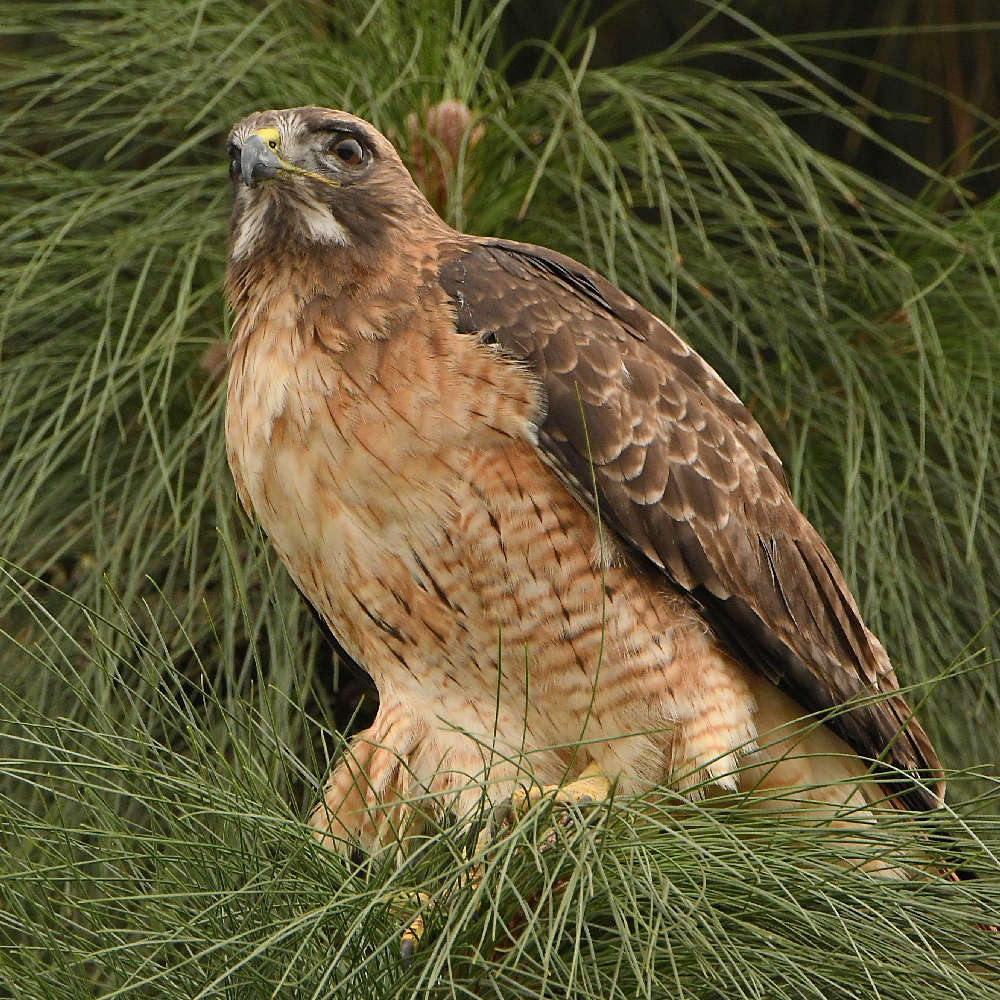 Hawk3.jpg