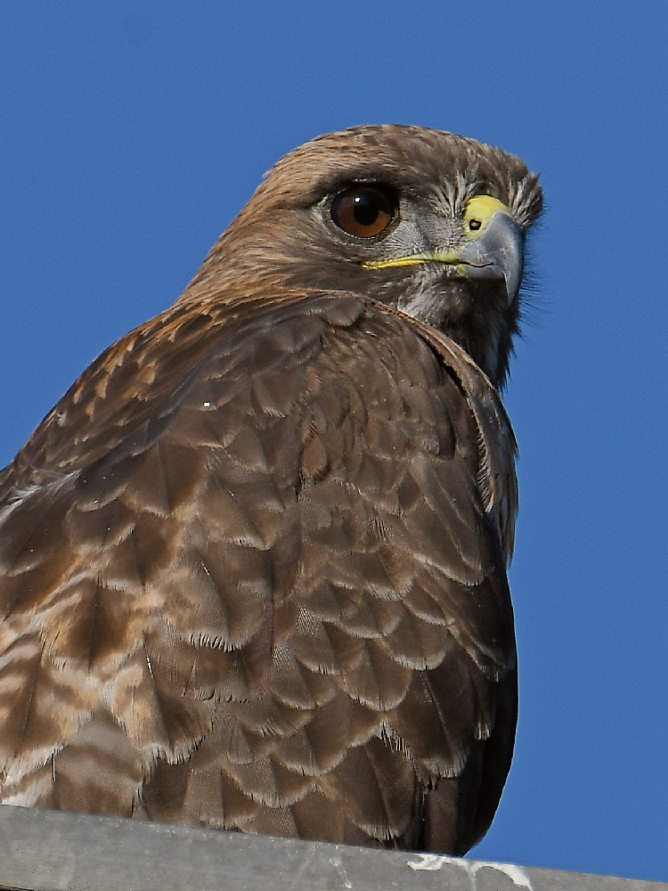 Hawk3.jpg