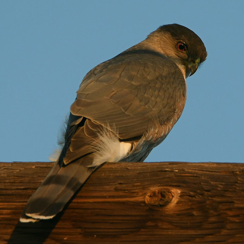 Hawk3.jpg
