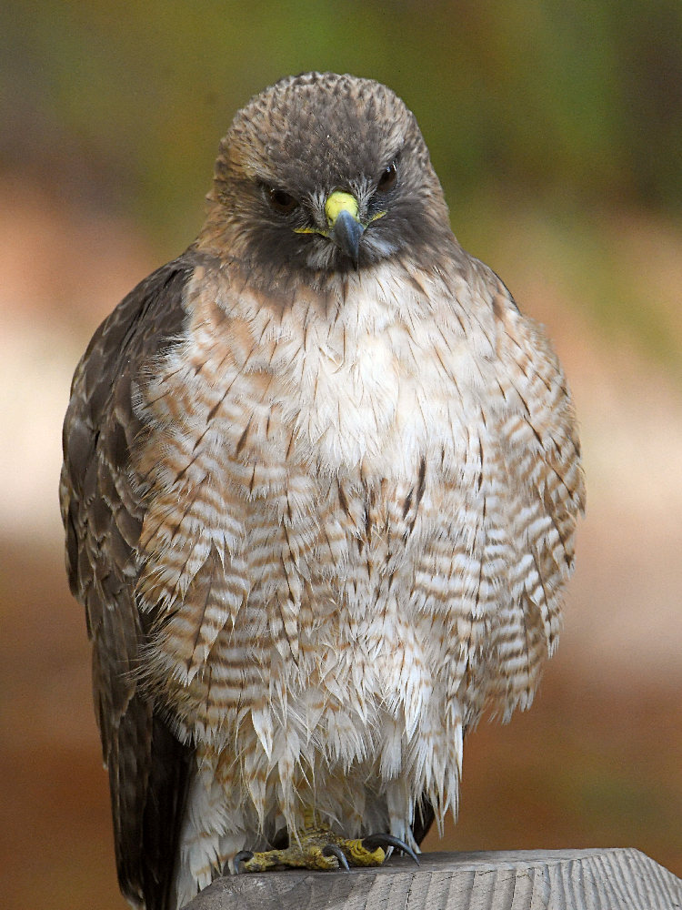 Hawk3.jpg