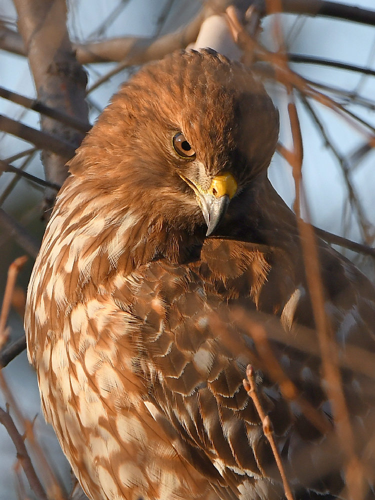 Hawk3.jpg