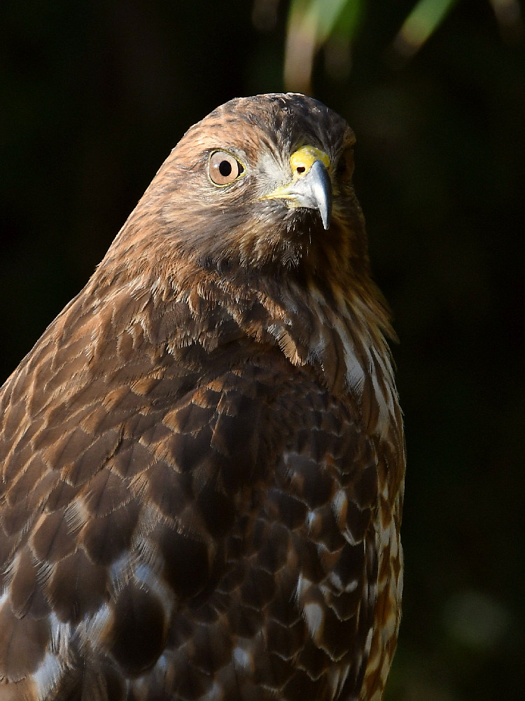 Hawk3.jpg