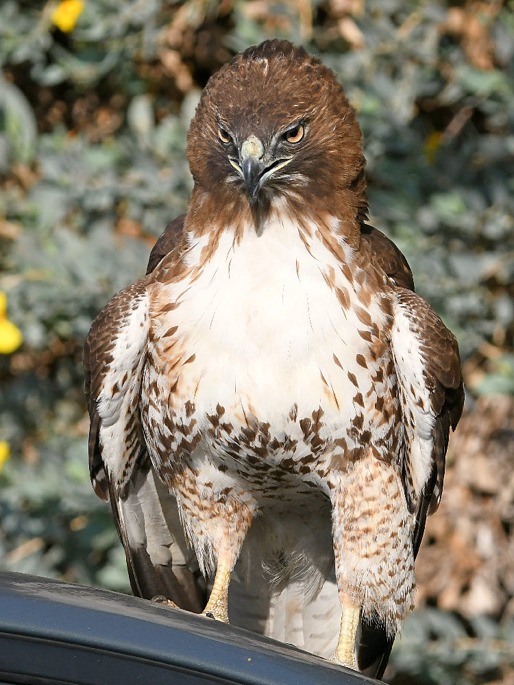 Hawk3.jpg