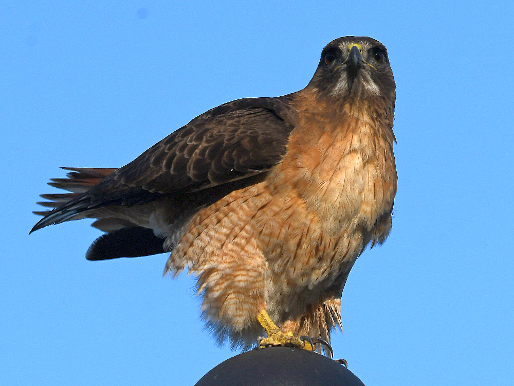Hawk3.jpg