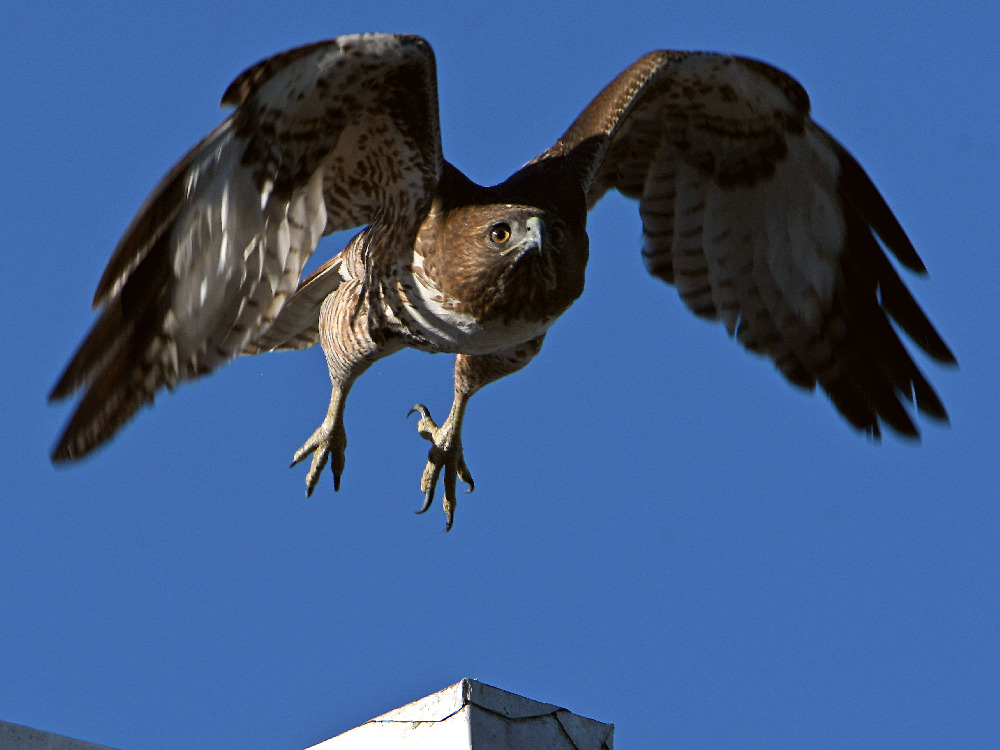 Hawk3.jpg