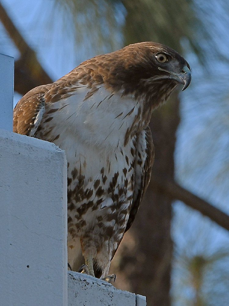 Hawk3.jpg