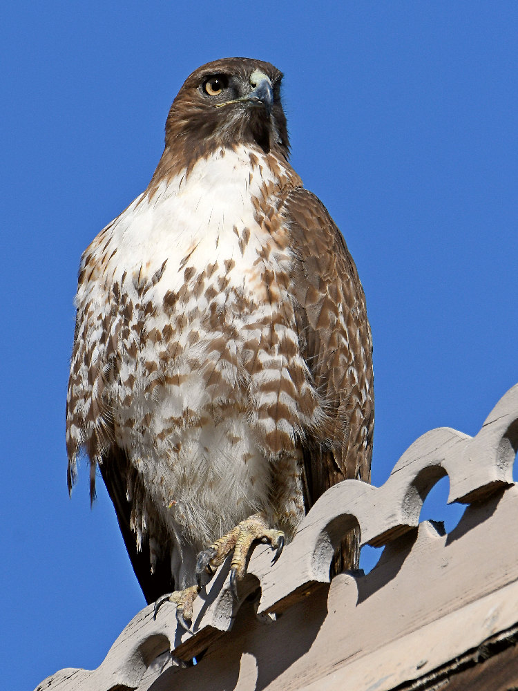 Hawk3.jpg