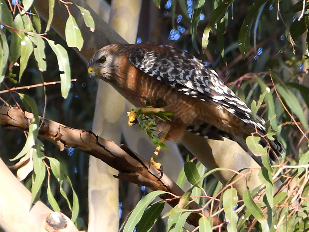 Hawk3.jpg