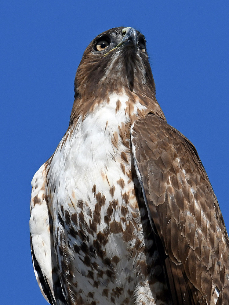 Hawk3.jpg