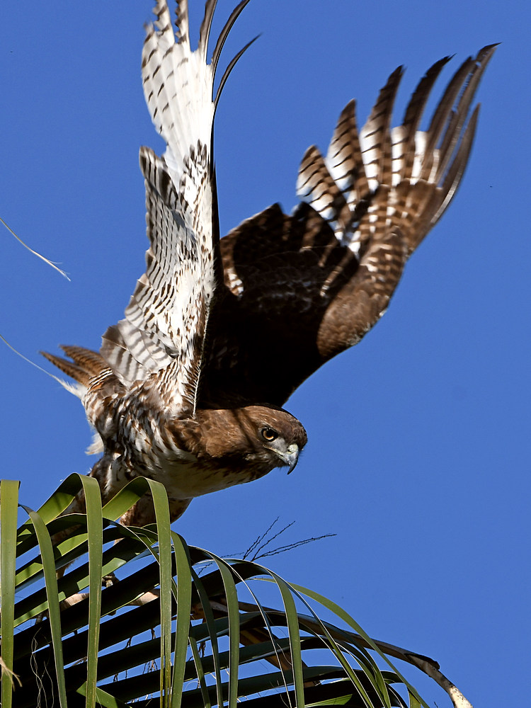 Hawk3.jpg