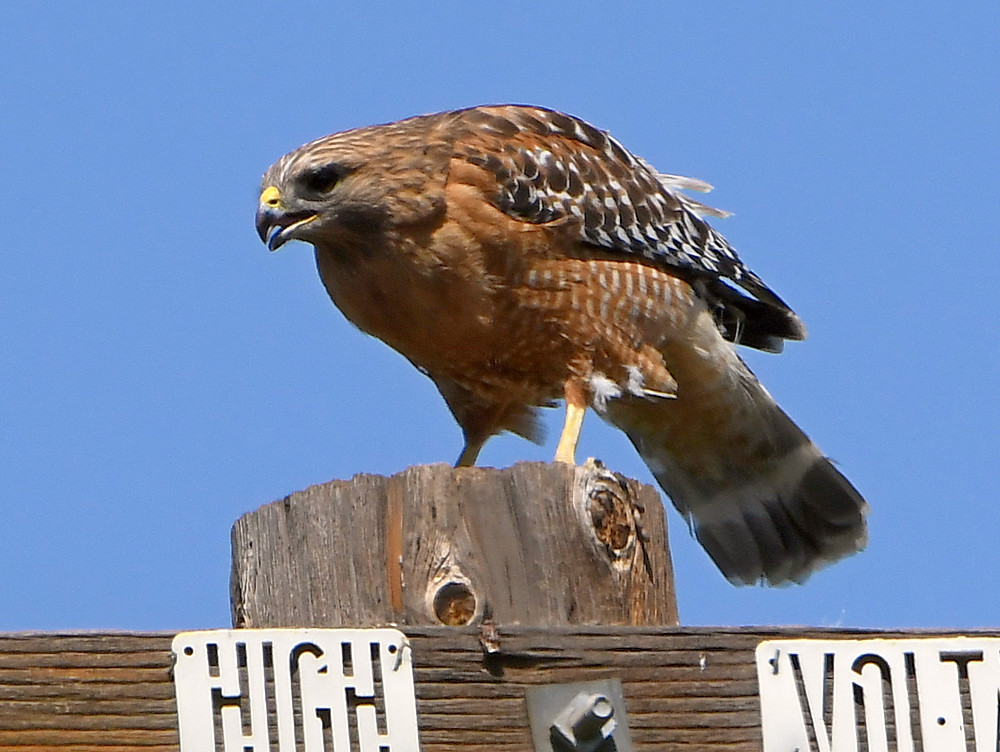 Hawk3.jpg