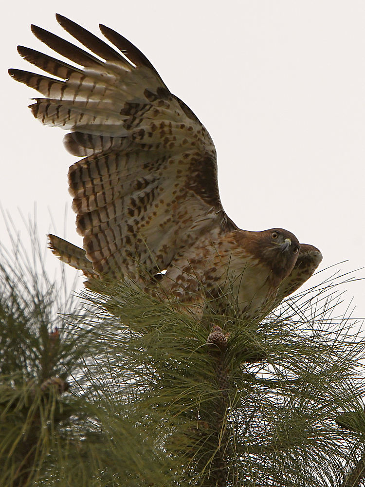 Hawk3.jpg