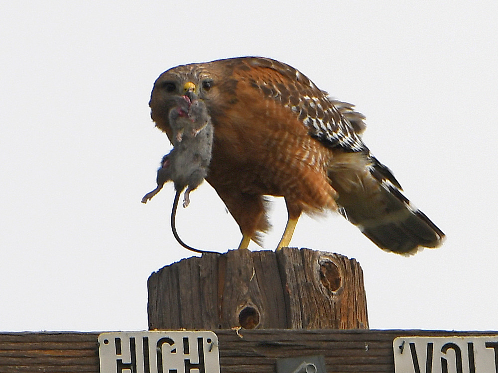 Hawk3.jpg