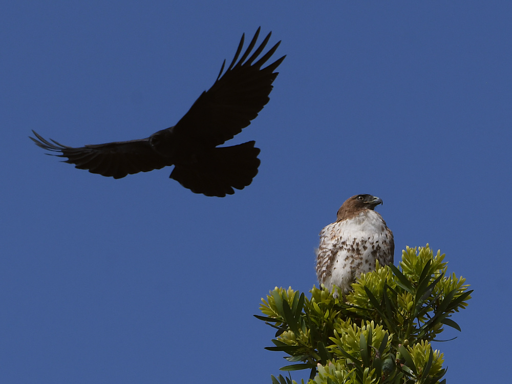 Hawk3.jpg