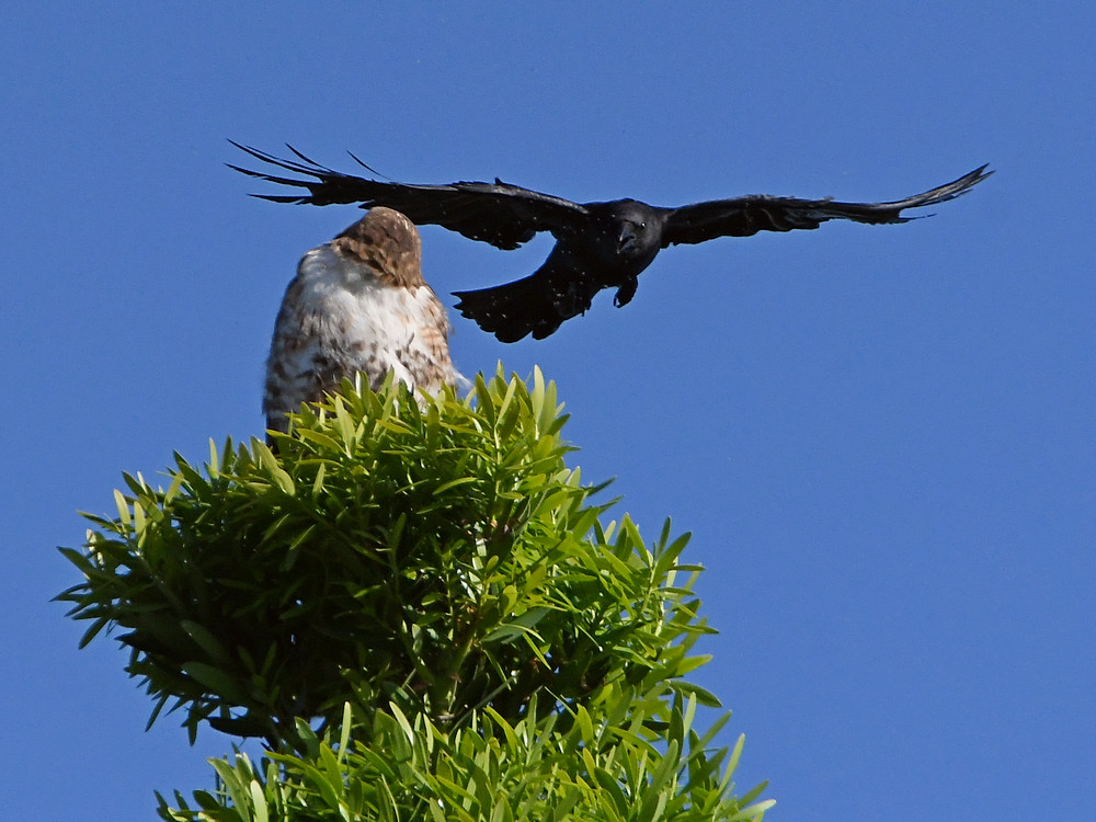 Hawk3.jpg