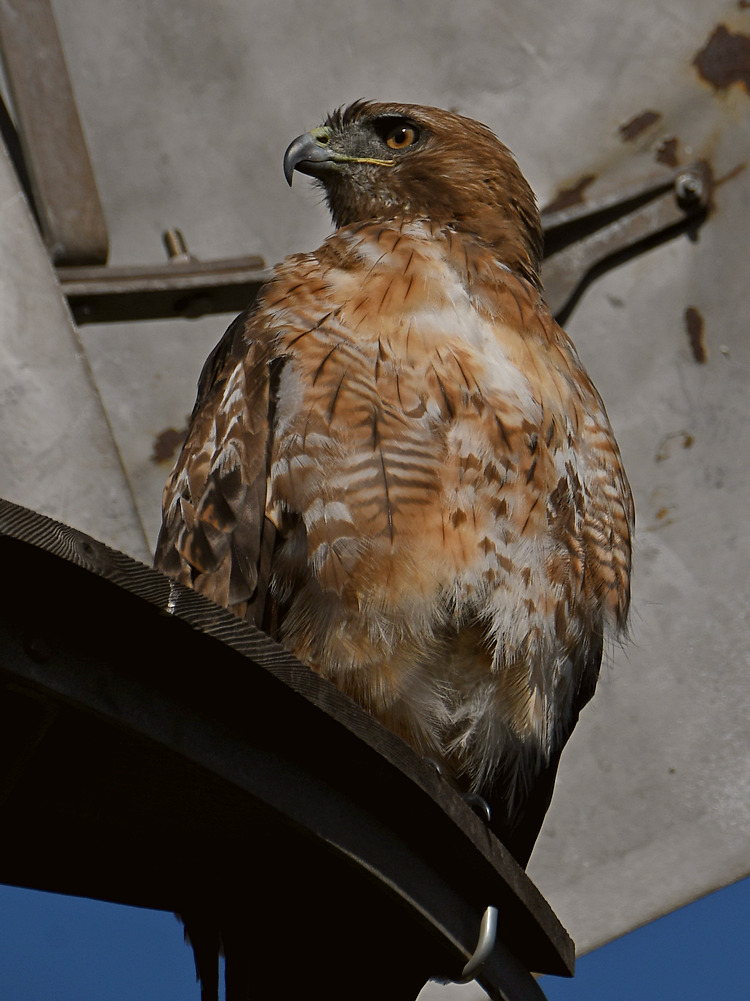 Hawk3.jpg