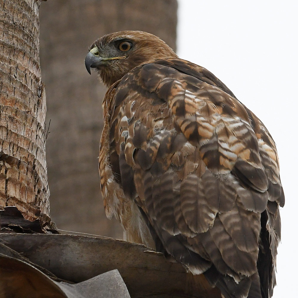 Hawk3.jpg