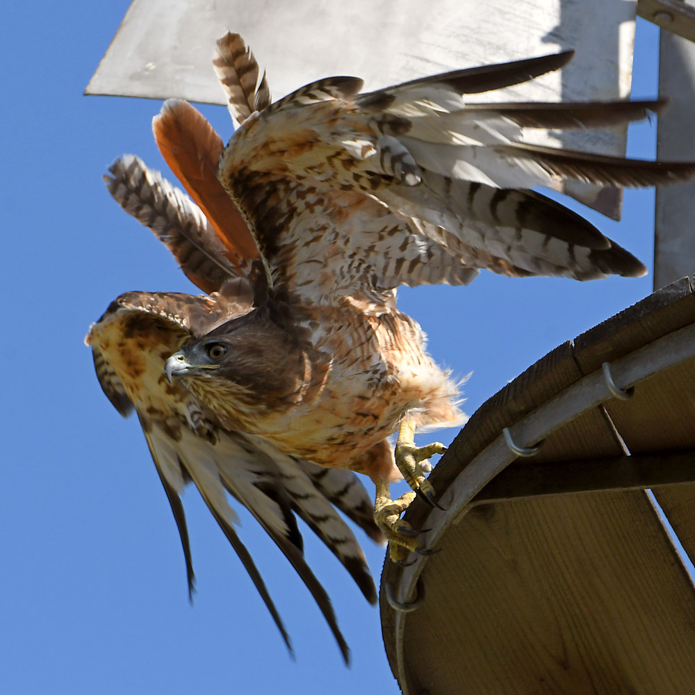 Hawk3.jpg
