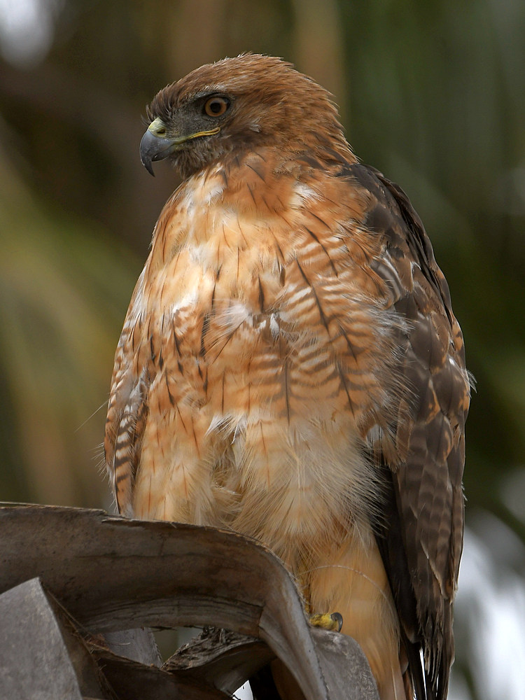 Hawk3.jpg