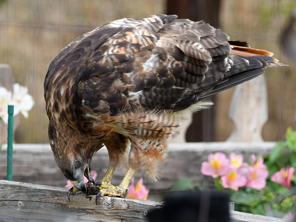 Hawk3.jpg