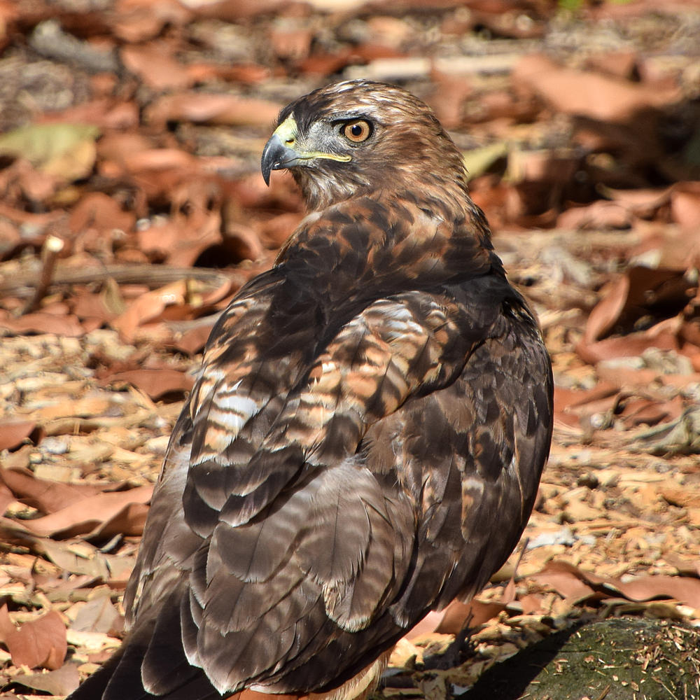 Hawk3.jpg