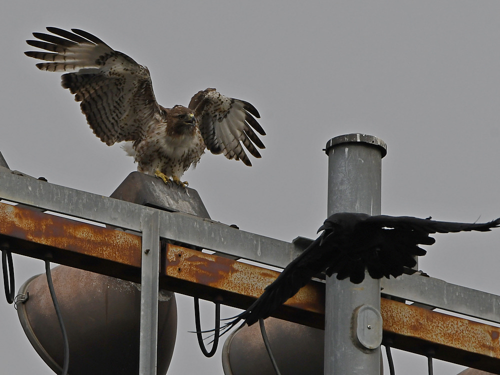 Hawk3.jpg