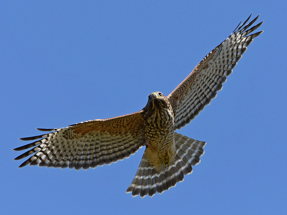 Hawk3.jpg