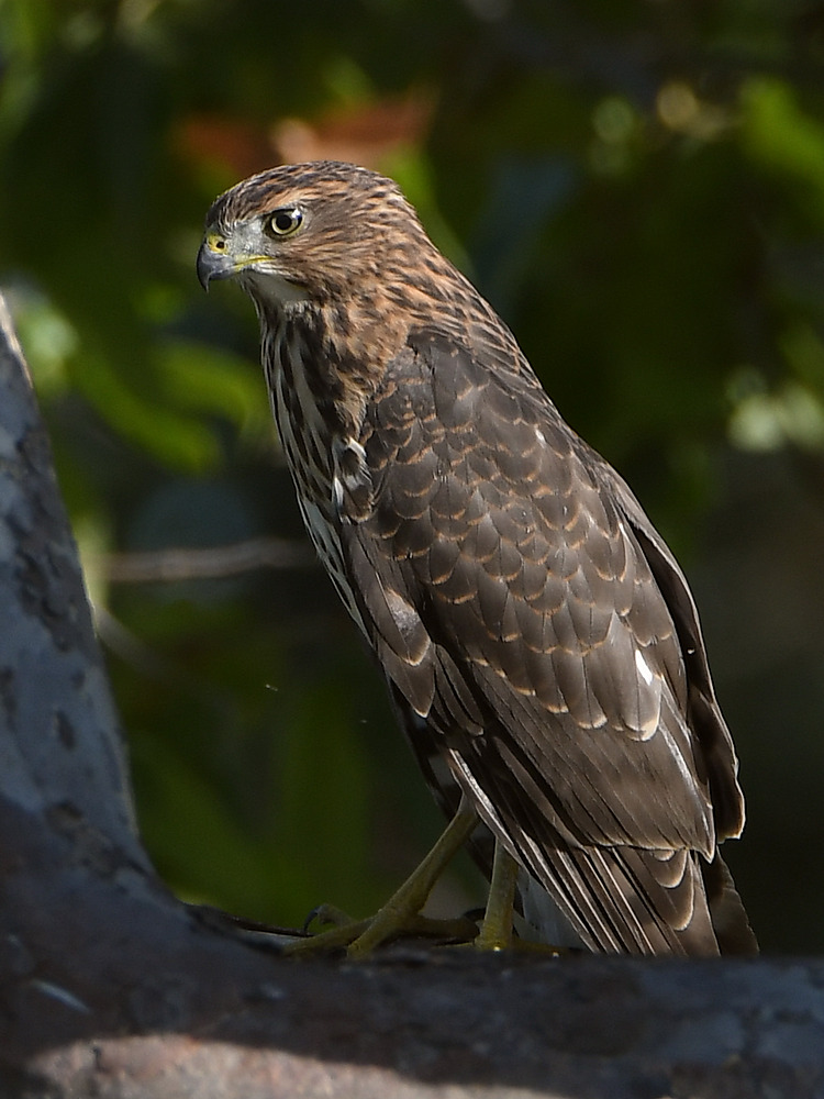 Hawk3.jpg