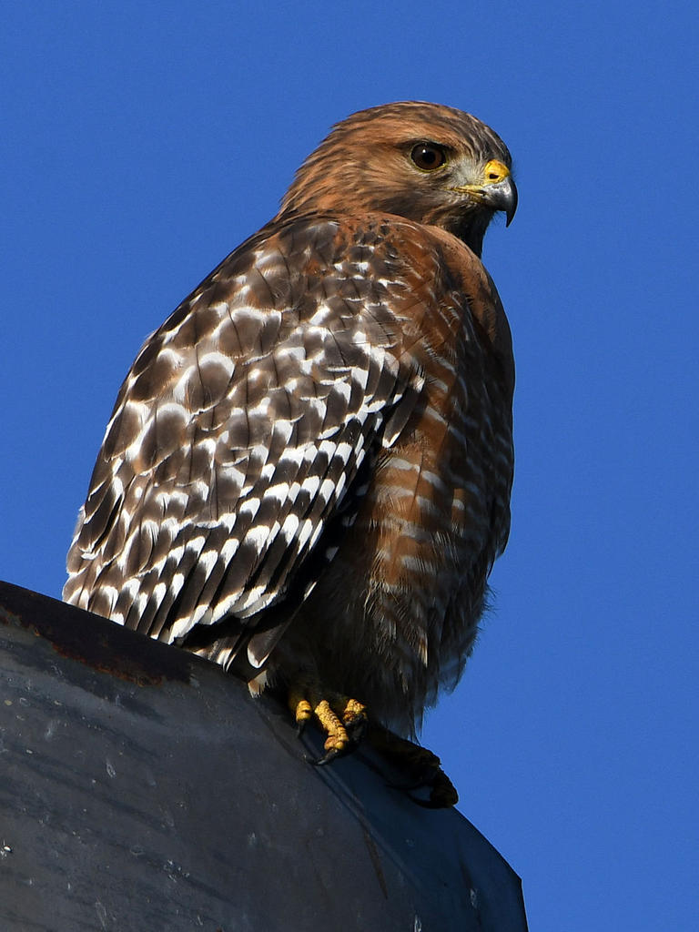 Hawk3.jpg