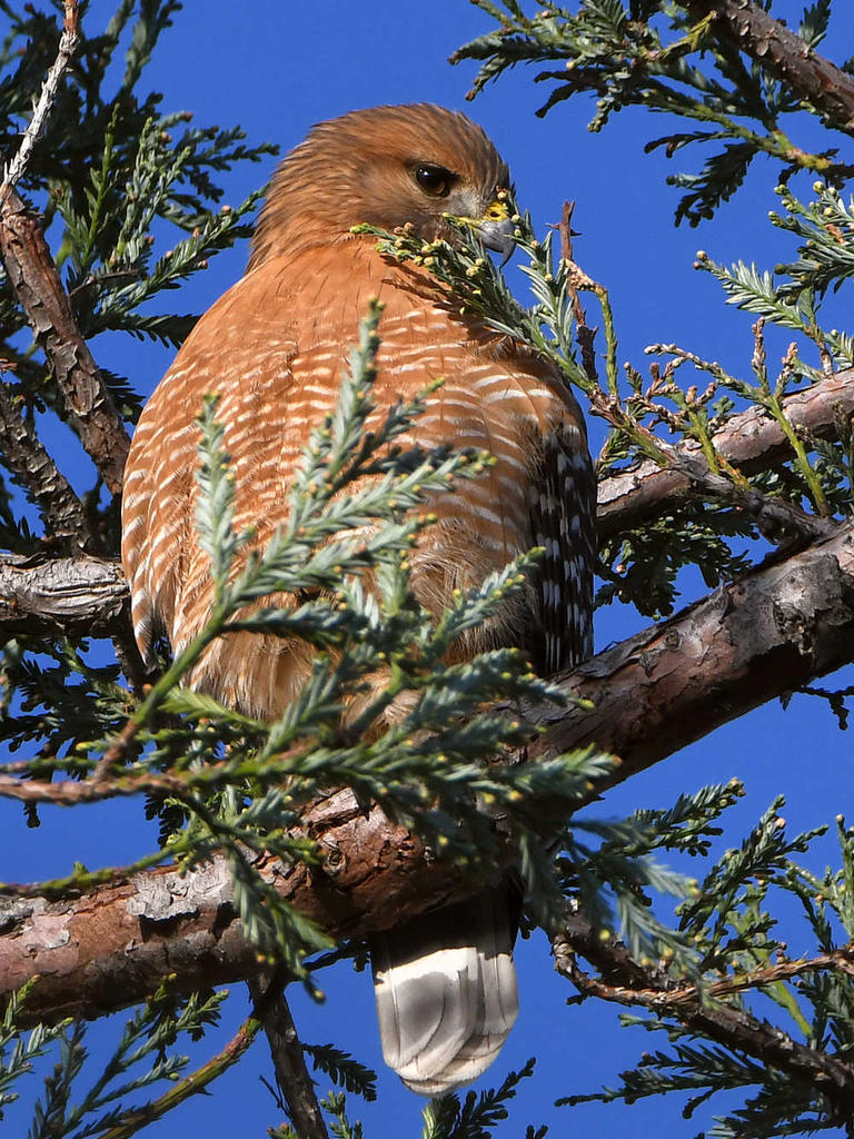 Hawk3.jpg