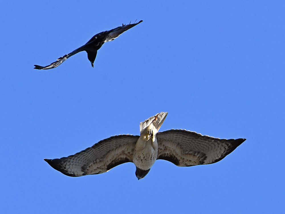 Hawk3.jpg