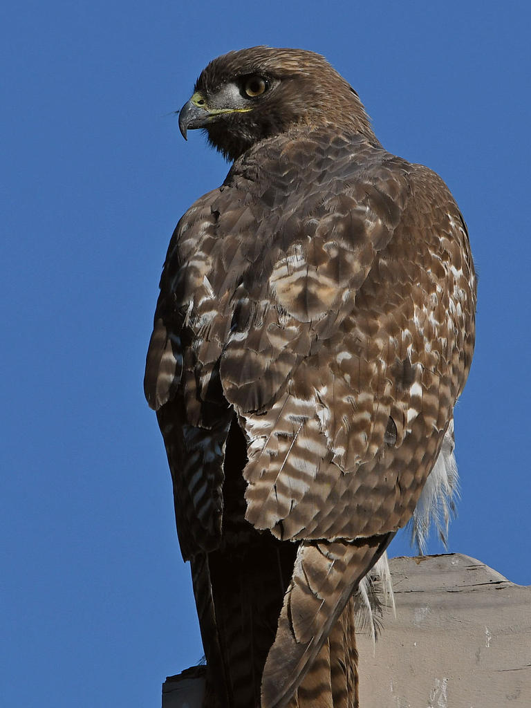 Hawk3.jpg
