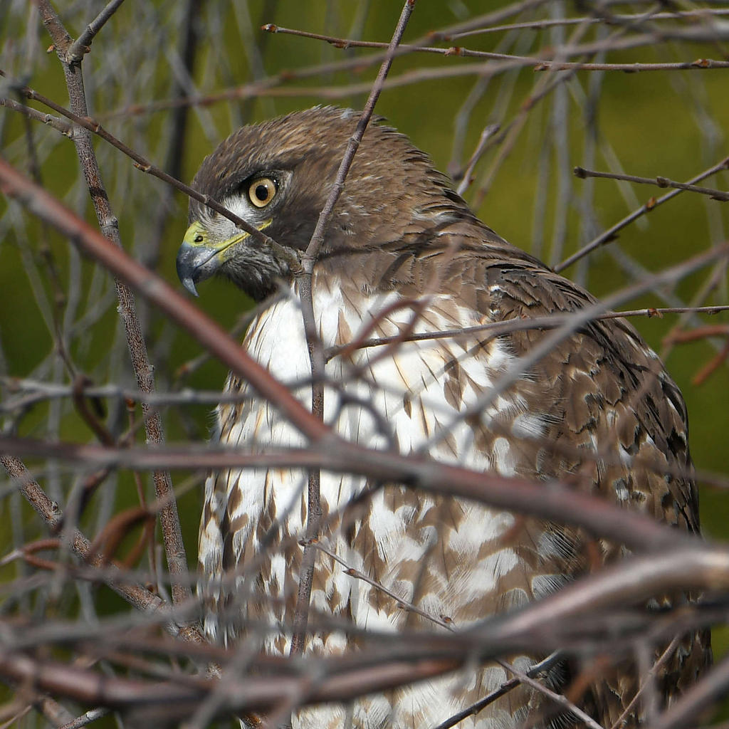 Hawk3.jpg