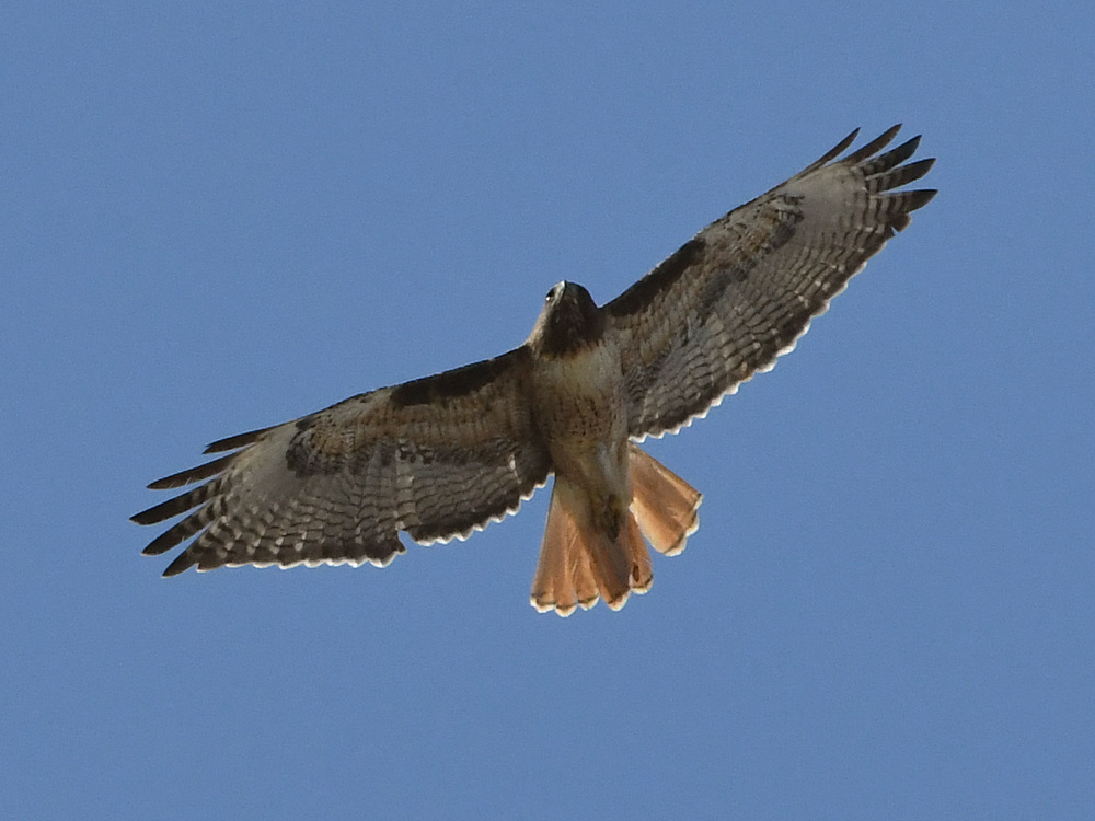 Hawk3.jpg
