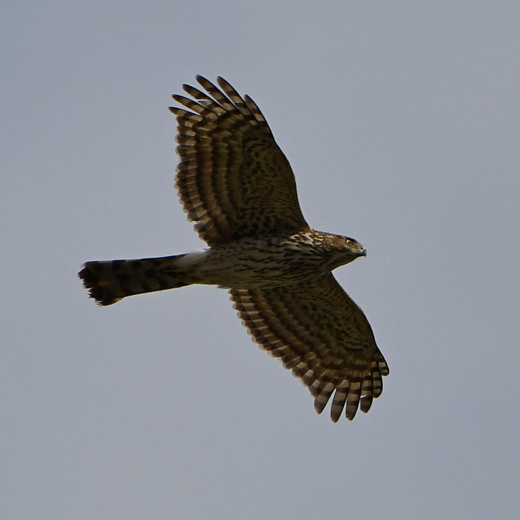 Hawk3.jpg
