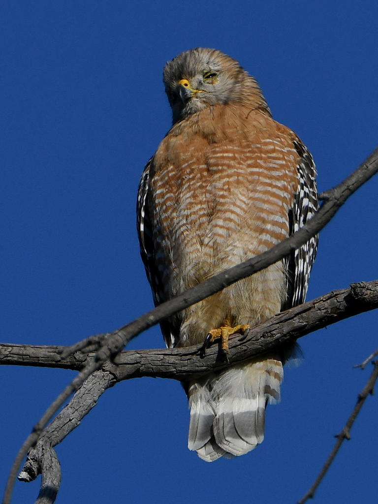 Hawk3.jpg