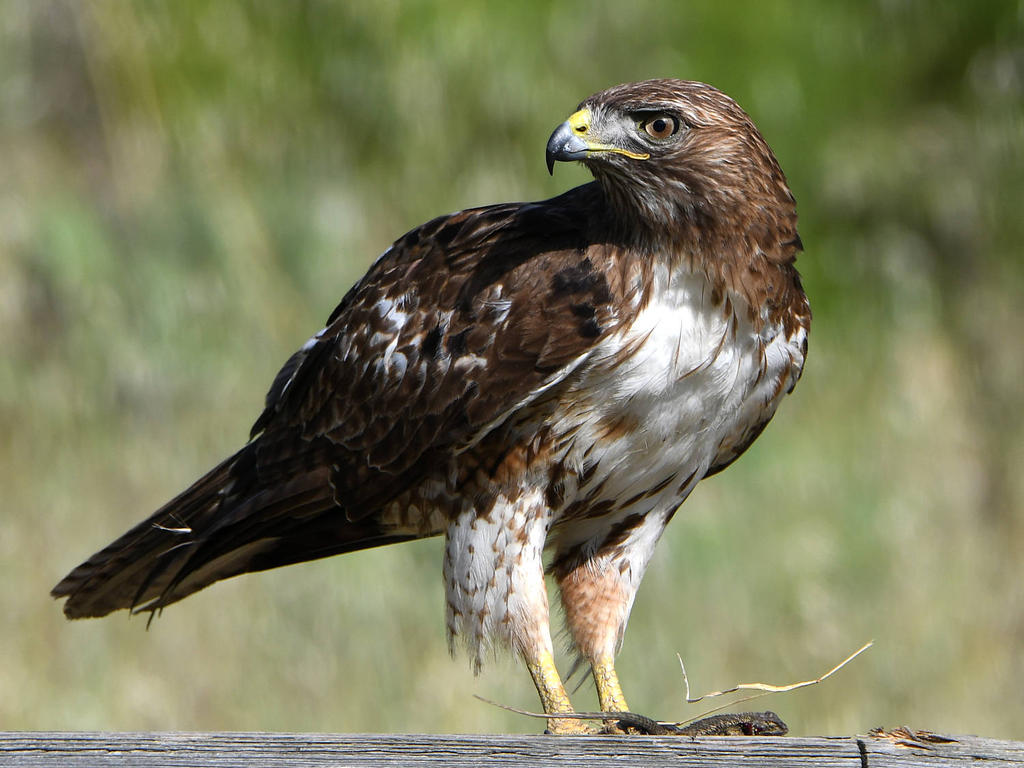 Hawk3.jpg