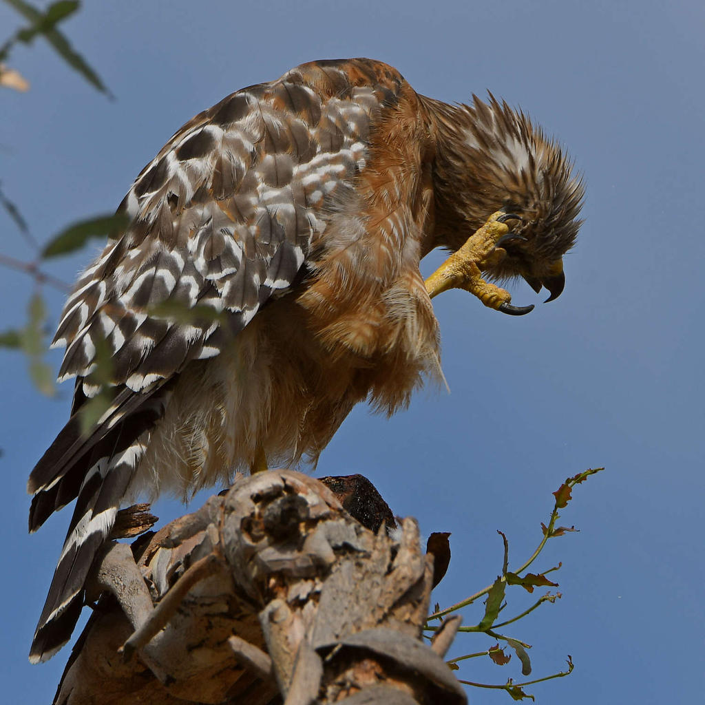 Hawk3.jpg