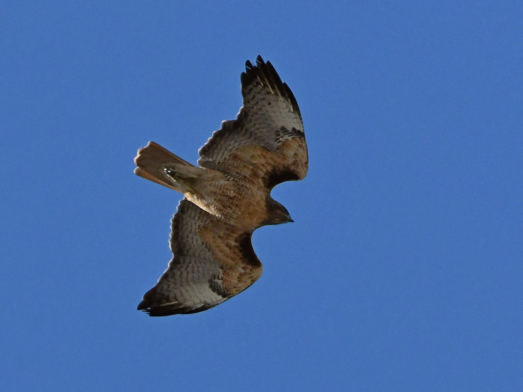Hawk3.jpg