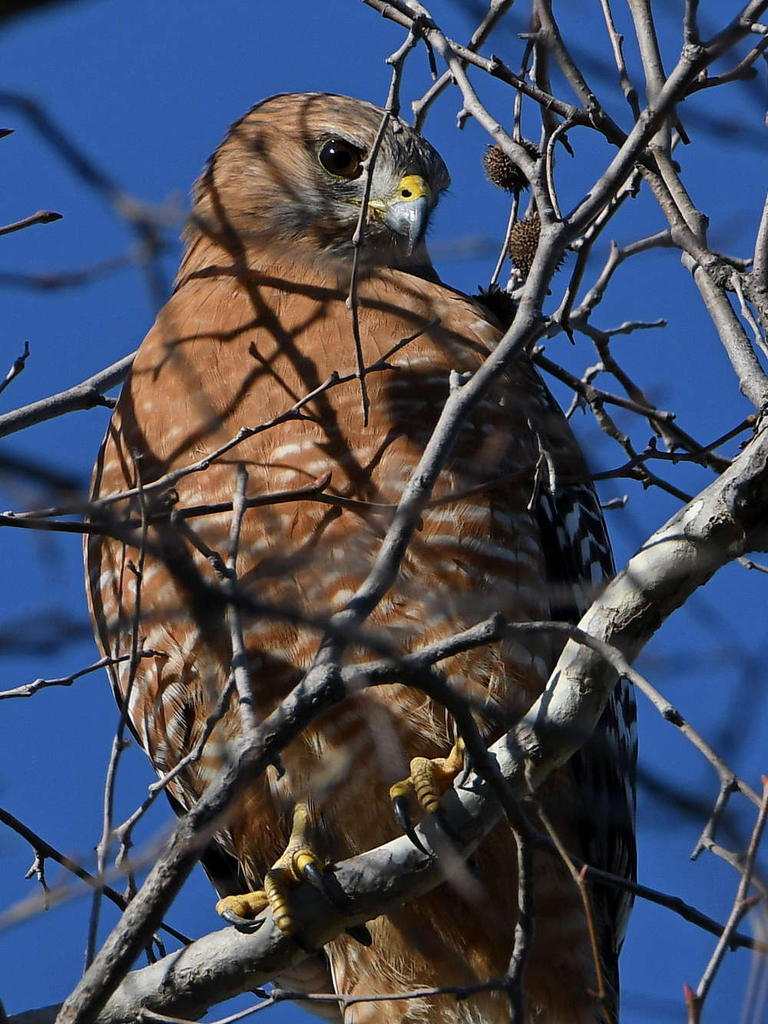 Hawk3.jpg