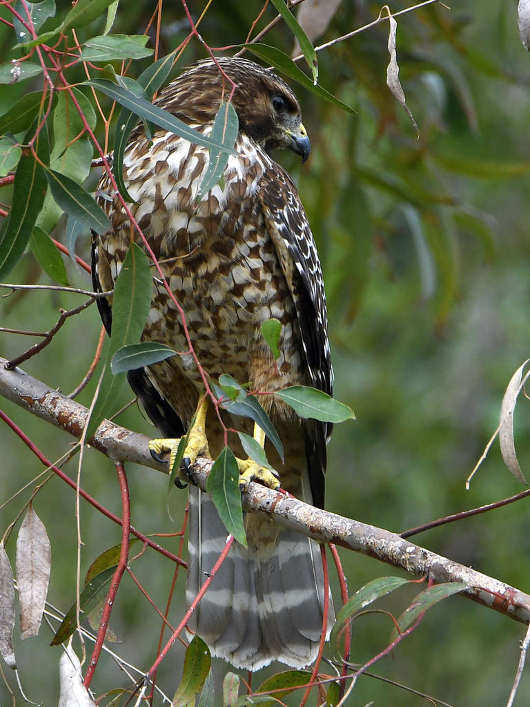 Hawk3.jpg