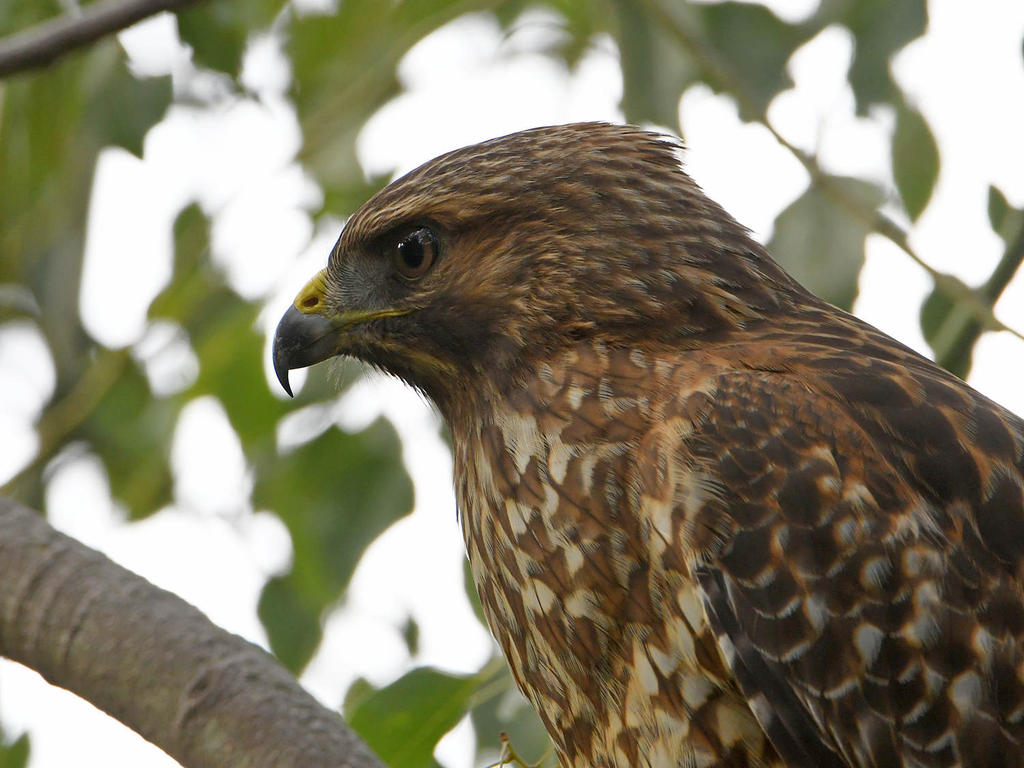 Hawk3.jpg